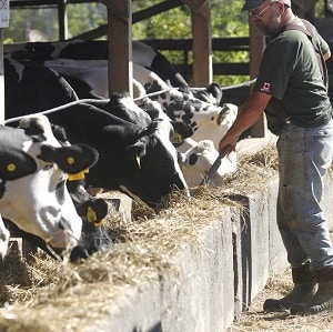 Wrights Dairy Farm is a local partner